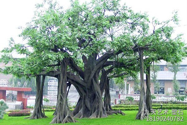 大型水泥仿真榕樹景觀圖片